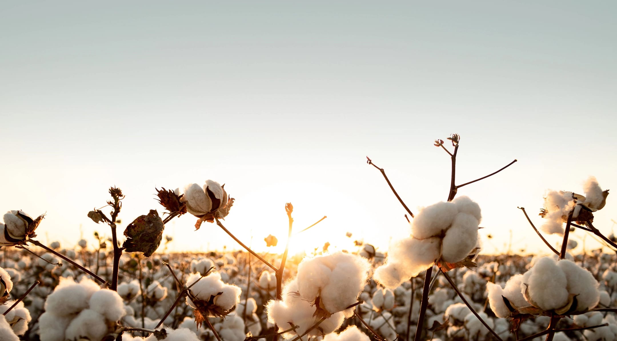 Cotton