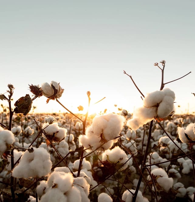 Cotton